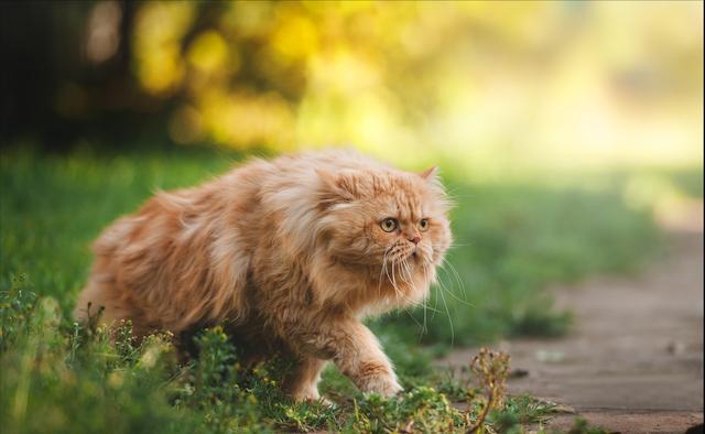 布偶猫听话吗,布偶猫听话吗.