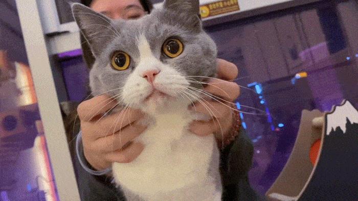 布偶猫听话吗,布偶猫听话吗.