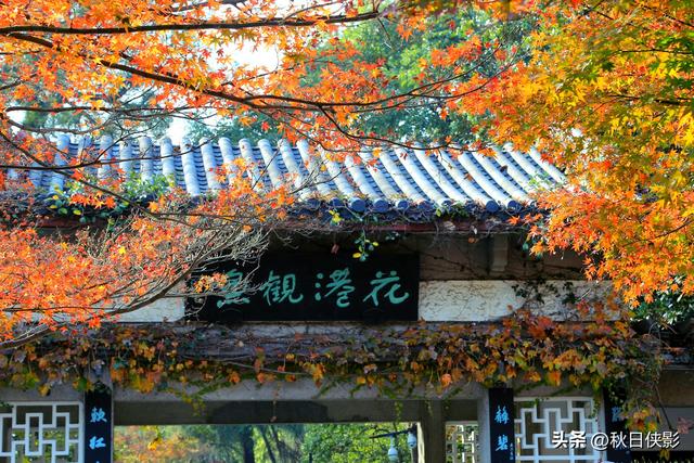 杭州即将迎来枫叶火红季，三大赏枫地推荐，看过一处值回整个秋天