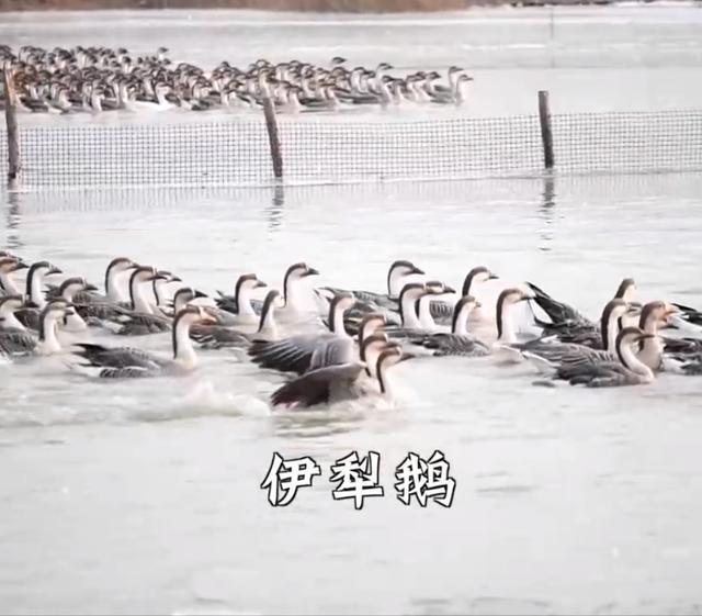 养100只鹅一年利润多少,养100只鹅一年利润多少钱.