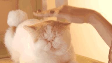 布偶猫听话吗,布偶猫听话吗.