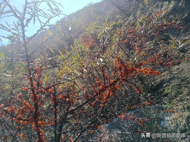 营销团队打鸡血的句子文言文,营销团队打鸡血的短句.