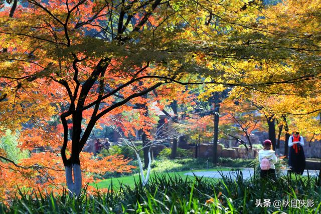 杭州即将迎来枫叶火红季，三大赏枫地推荐，看过一处值回整个秋天