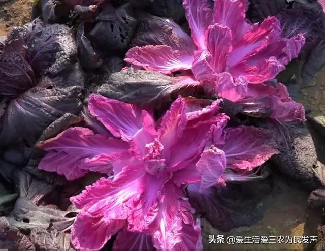 农村冷门暴利种植行业,看看种植的是什么,农村利润很吓人的10个冷门种植.